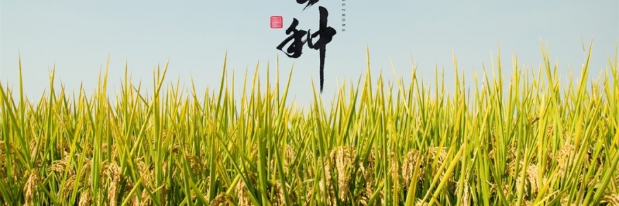 芒種 | 風吹麥浪，蟬鳴夏忙