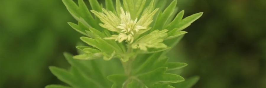 化成了灰也還是個寶，我勸你最好珍惜！