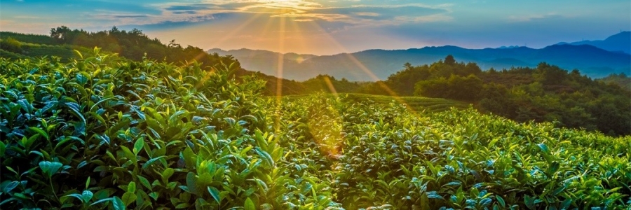 “三陽開泰”防病疫，這才是升陽的無上心法！