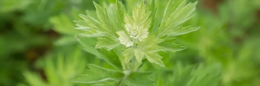 520，“艾”意正濃！讓我們相識艾草