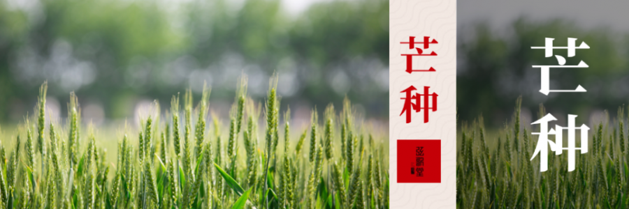 芒種 | 忙收忙種，防暑祛濕